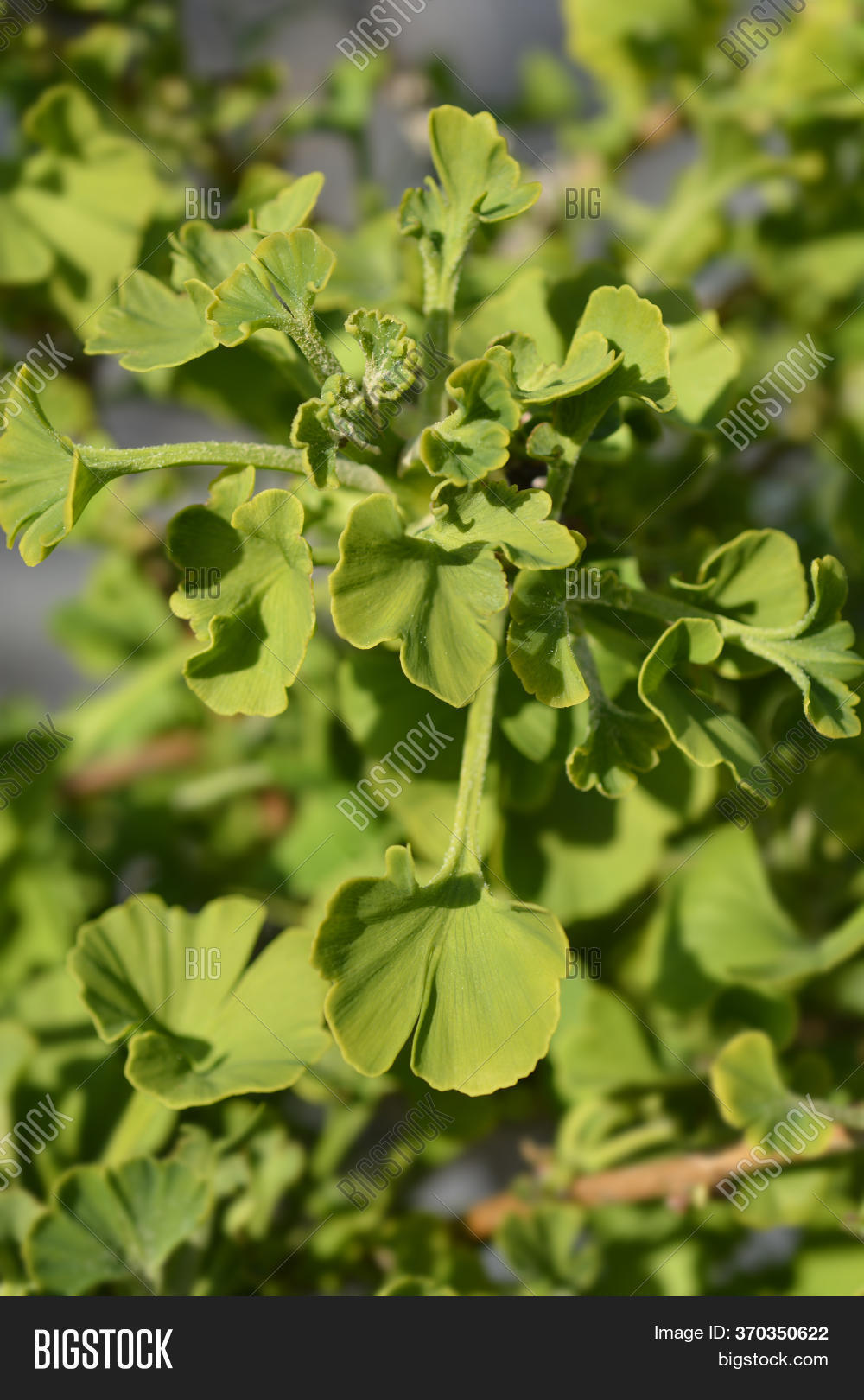 Ginkgo Mariken New Image & Photo (Free Trial) Bigstock