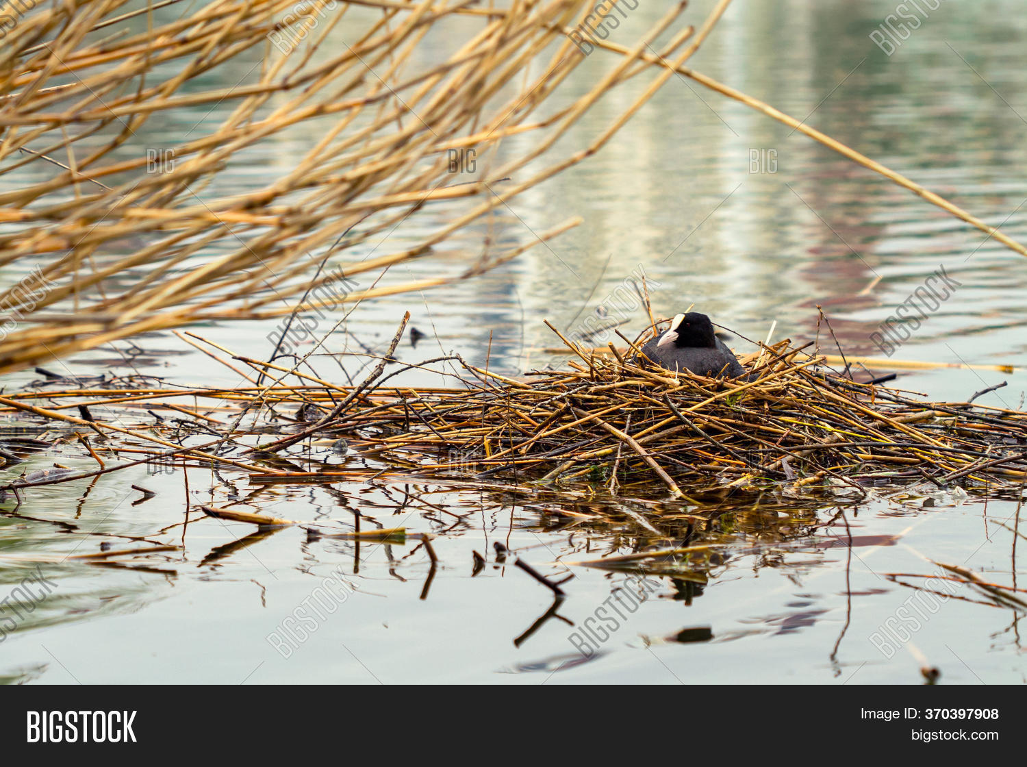Bird Nest On Water. Image & Photo (Free Trial) Bigstock