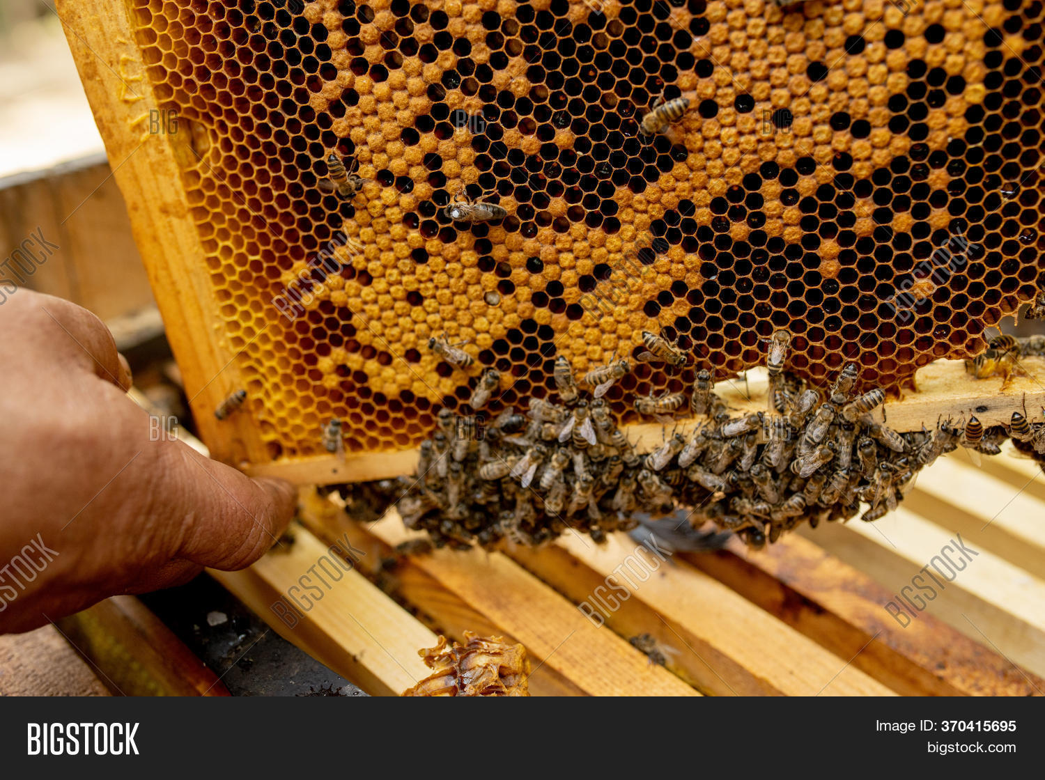 Apiculture Beekeeping Image & Photo (Free Trial) | Bigstock
