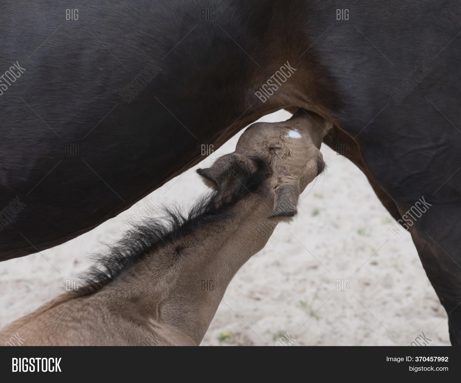 доение кобыл. молоко коня.