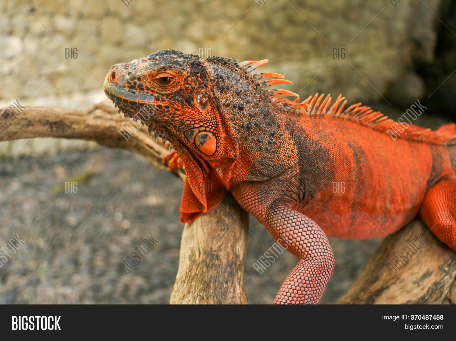 Close Head Reptile Image Photo Free Trial Bigstock