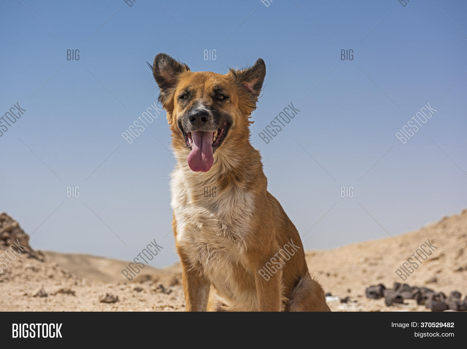Stray Wild Desert Dog Image & Photo (Free Trial) Bigstock