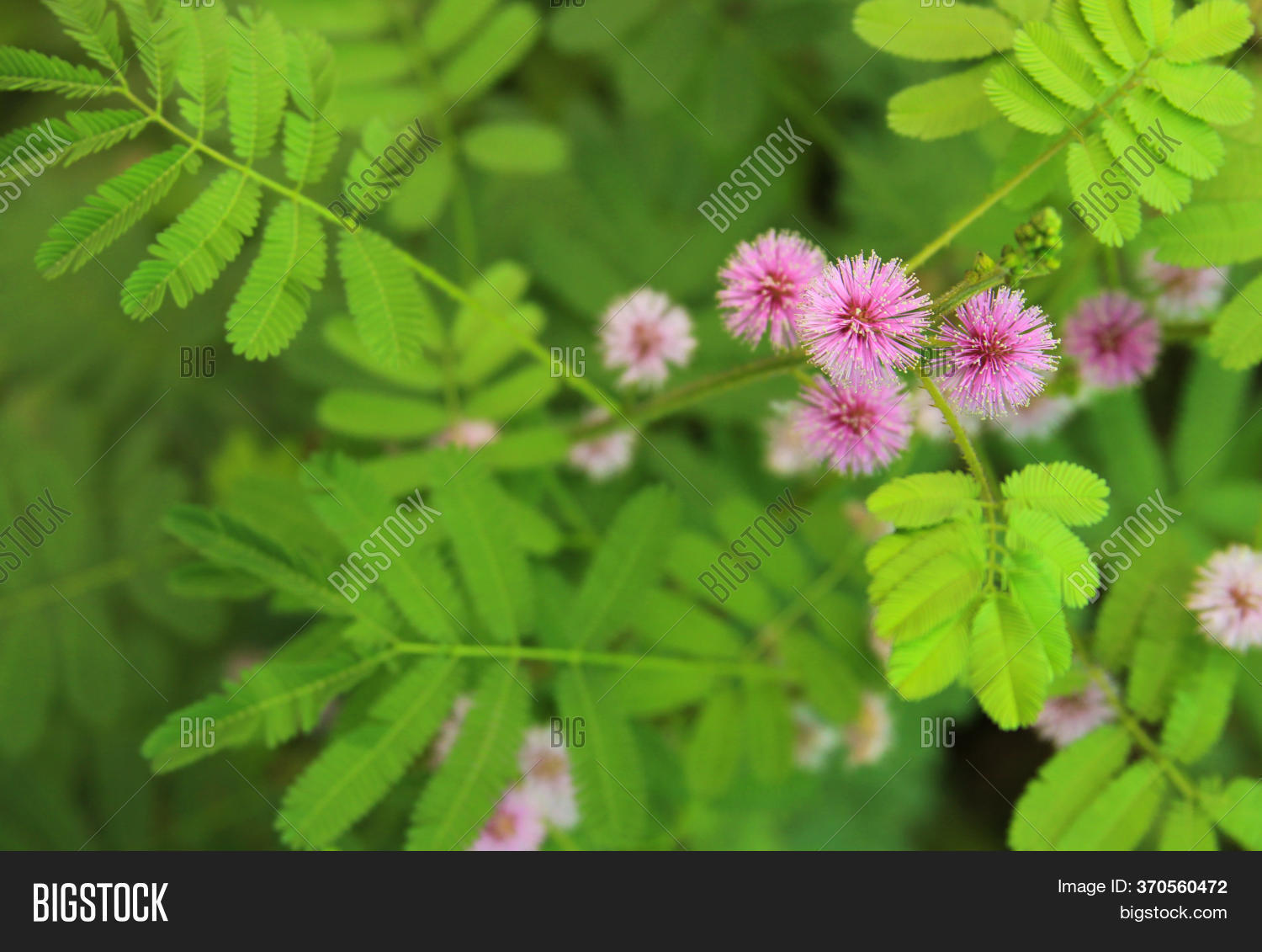 Mimosa Pudica Plant Image & Photo (Free Trial) Bigstock