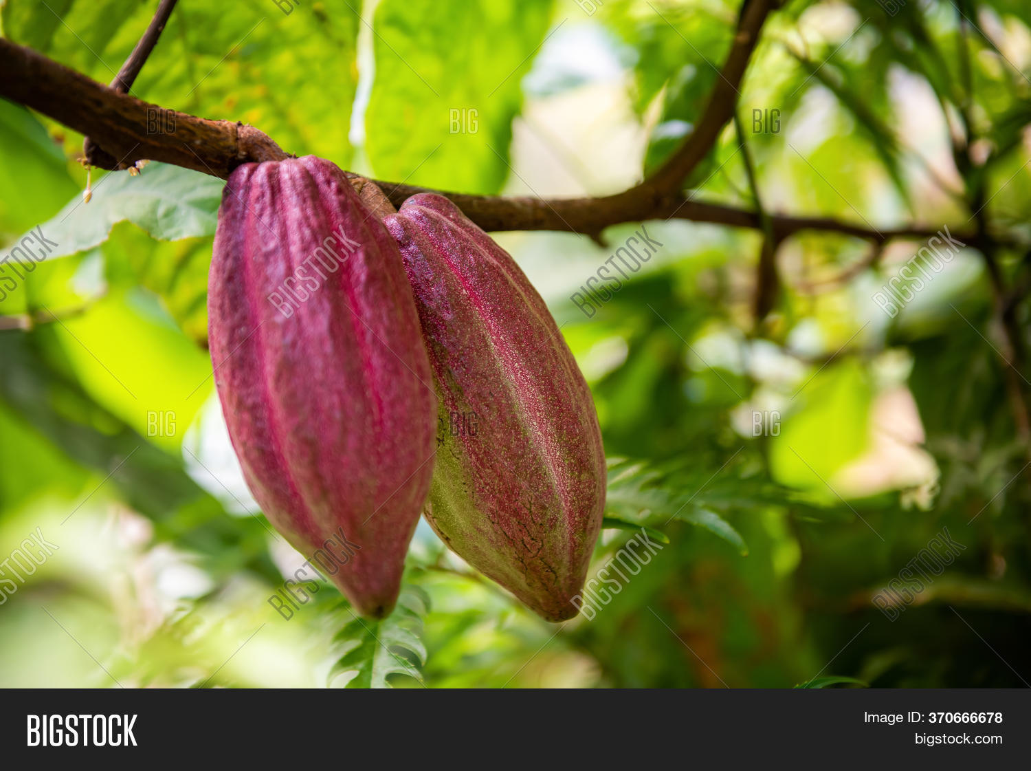 Cacao Fruits On Cocoa Image & Photo (Free Trial) Bigstock