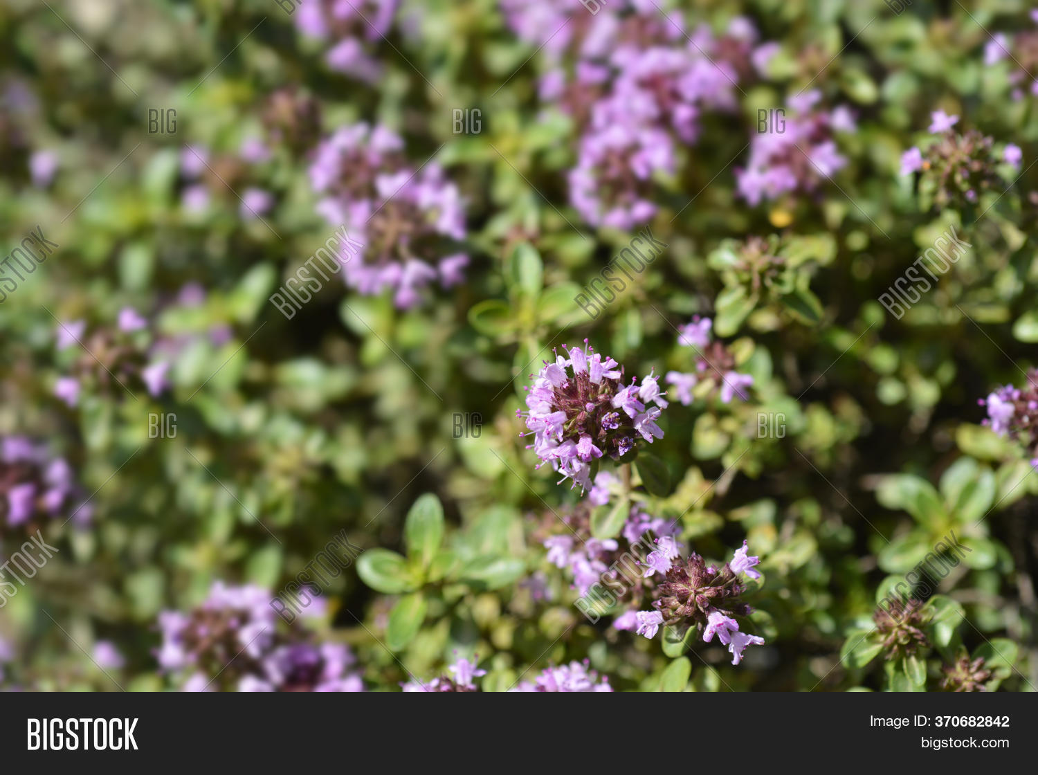 Larger Wild Thyme Image & Photo (Free Trial) Bigstock