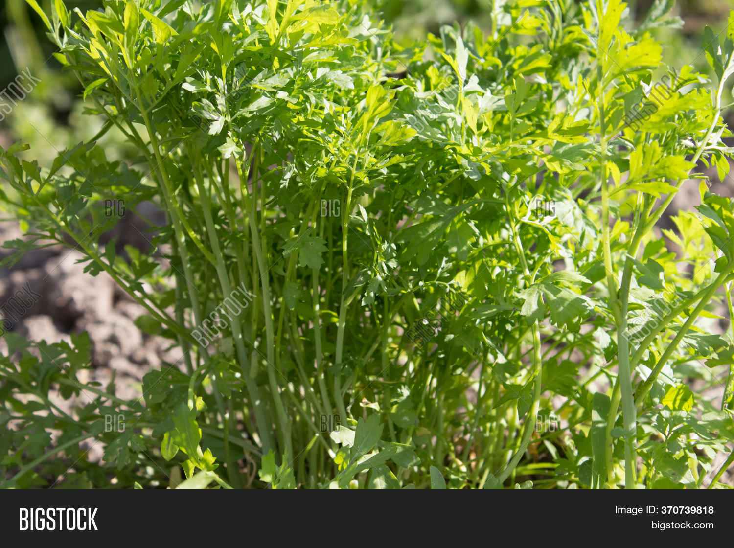 Young Parsley On Image & Photo (Free Trial) Bigstock