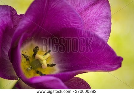 One Isolated White And Blooming Flower With A Bokeh Background