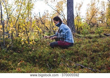 Process Of Collecting And Picking Berries In The Forest Of Northern Sweden, Lapland, Norrbotten, Nea