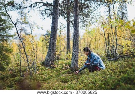 Process Of Collecting And Picking Berries In The Forest Of Northern Sweden, Lapland, Norrbotten, Nea