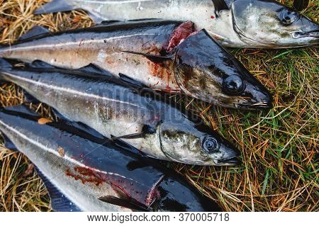 Pack Of Freshly Caught Cod Fish Lying On The Ground In Norway, Fishing In Norway Concept, Efjord, Ba