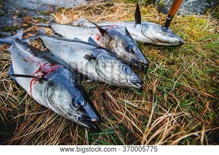 Pack Of Freshly Caught Cod Fish Lying On The Ground In Norway, Fishing In Norway Concept, Efjord, Ba