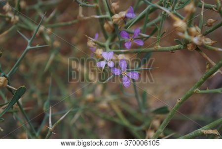Zilla Spinosa Bloom, Selective Focus On Flowers, Purposely Blurred