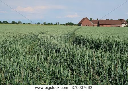 A Field Of Green Barley With Tire Tracks