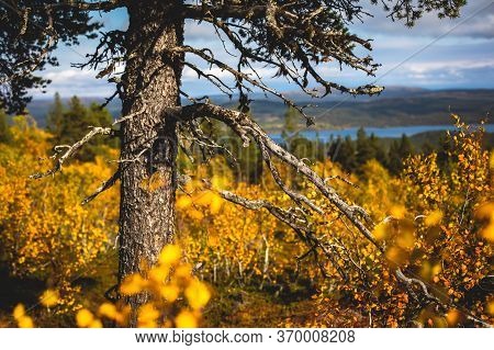 Swedish Autumn Fall Vibrant Landscape During Hiking To Kurravaara Mountain In Norrbotten County, Kir