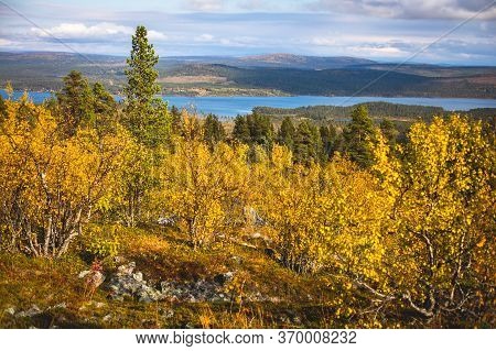 Swedish Autumn Fall Vibrant Landscape During Hiking To Kurravaara Mountain In Norrbotten County, Kir