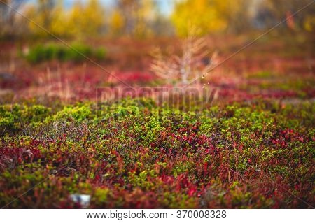 Swedish Autumn Fall Vibrant Landscape During Hiking To Kurravaara Mountain In Norrbotten County, Kir