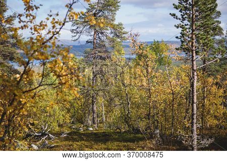 Swedish Autumn Fall Vibrant Landscape During Hiking To Kurravaara Mountain In Norrbotten County, Kir