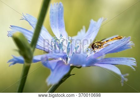 Hover Fly Or Flower Fly With Big Red Eyes And Yellow Stripes On The Body, Feeding In Wild Flower