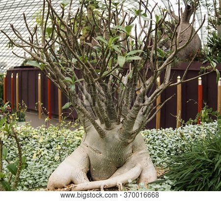 Image Of Adenium Arabicum Generally Used For Bonsai