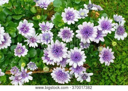 Osteospermum Flowers  ( African Daisy) In The Pot, Summer Teracce Or Window Decoration.