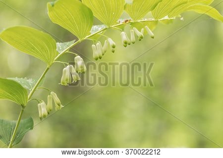 White Polygonatum Multiflorum, The Solomon's Seal, David's Harp, Or Eurasian Solomon's Seal Flower W