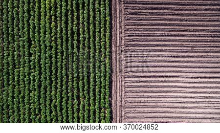 Aerial View Rows Of Soil Before Planting. Baby Cassava Or Manioc Plant Farm Pattern In A Plowed Fiel