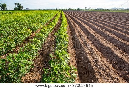 Rows Of Soil Before Planting And Rows Of Young Cassava Plant In Countryside Farmland . Baby Cassava 