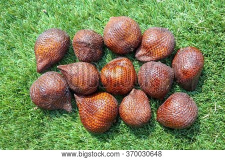 Salak Pondoh Is One Of The Salak Cultivars That Grow Mostly In The Area Of Sleman. Sweet Salacca Zal