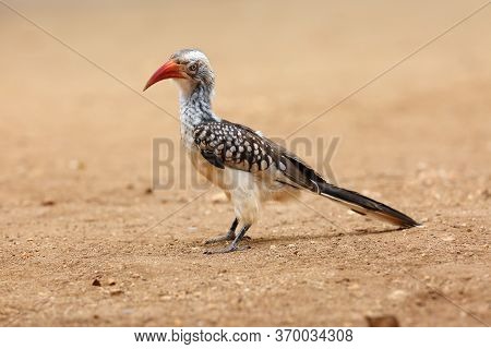 Southern Red-billed Hornbill (tockus Rufirostris) Sitting On The Ground With A Yellow Background.typ