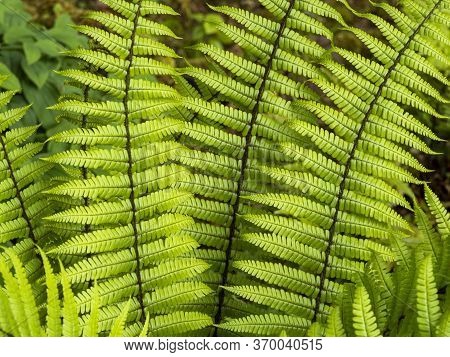 Closeup Of The Bright Green Fronds Of The Fern Dryopteris Wallichiana
