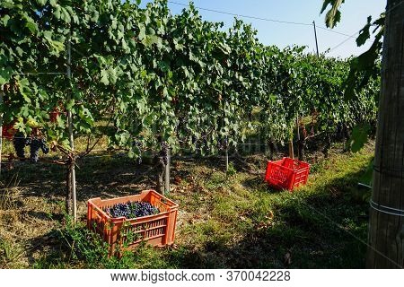 Harvest In A Vineyard At Cannubi In Barolo, Piedmont - Italy