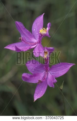 Grass-pink Orchids - Calopogon Tuberosus - Growing Wild In A Boggy Swampy Area In The New Jersey Pin