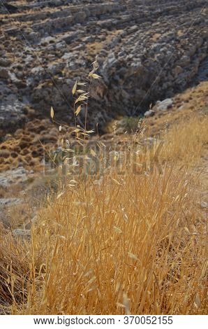 Wadi Kelt Or Nahal Prat, In The Judean Desert, Israel. Early Autumn In A Nature Reserve. Selective F