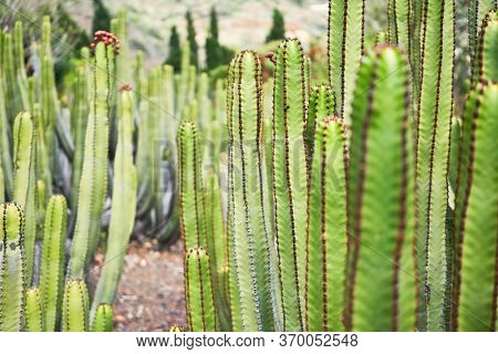 Close up of succulent green cactus at botanical garden