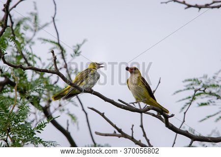 Young Eurasian Golden Oriole Or Oriolus Oriolus Feeds The Chick.