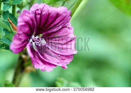 Beautiful Saturated Color Flower Alcea Rosea, Pink Mallow Or Hollyhock. Closeup Of Alcea Rosea, Pink