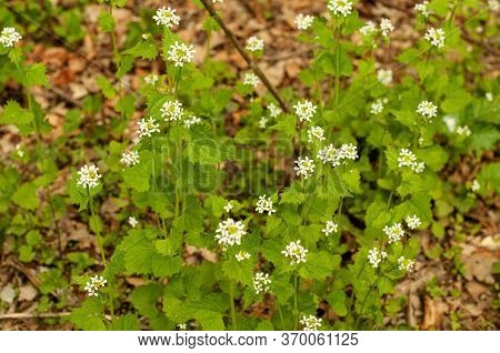 White Blossoms At Garlic Mustard, A Wildflower That Can Be Used For Salads And Sauces