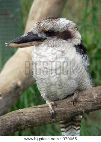 Vkookaburrp