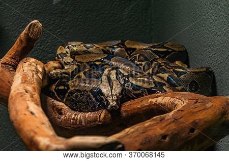 Huge Snale In The Corner Of A Grey Room Looking In The Camera