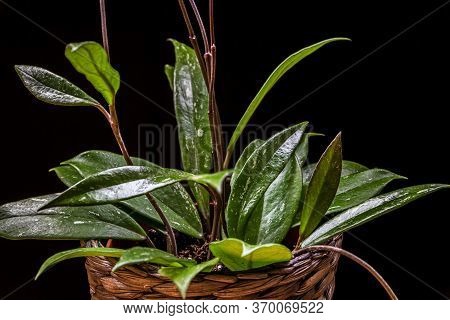Wax Plant (hoya Pubicalyx) - Variegated Foliage On A Black Background. Exotic Hoya Houseplant Detail