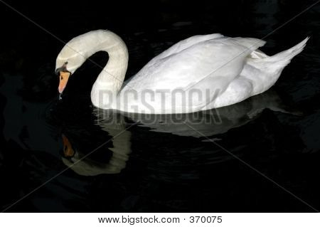 Swan In The Water