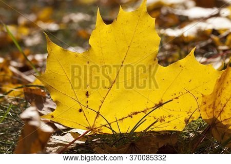 Sunny Or Cloudy Autumn With Trees That Change The Color Of The Foliage