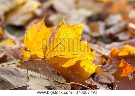 Autumn Sun Shines Through The Foliage During Leaf Fall, Close-up In Nature With Maple Trees