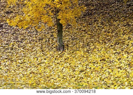 Features Of Autumn Weather In The Forest Or In The Park, Trees With Colorful Multi-colored Foliage, 