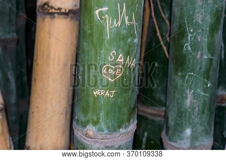 Close-up Of Scripts Carved On Bamboo Tree. Names And Love Sign Hearts Characters Carved Into Bamboo 