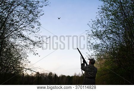 A Male Woodcock Makes A Courting Flight (roding) And Flew Up To The Hunter In A Forest Clearing At D