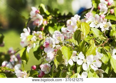 Blooming Beautiful Real Trees Fruit Cherries Or Apple Trees In The Spring Time Of The Year In The Or