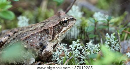 n la hierba del sapo