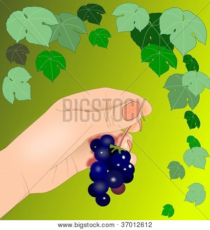 Szőlő