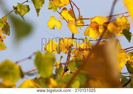 Yellowed Foliage On A Real Linden Tree In The Autumn, A Closeup Of A Linden Tree During Leaf Fall In